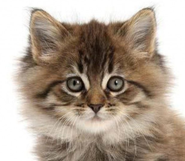 Prodotti per gattini