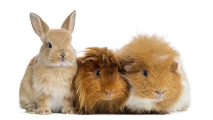 Piccoli animali